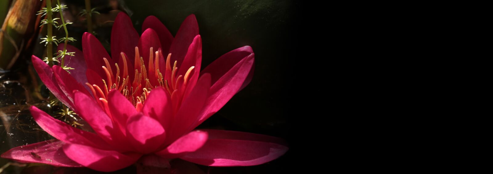 Canon EOS 80D sample photo. Water lily, nuphar lutea photography