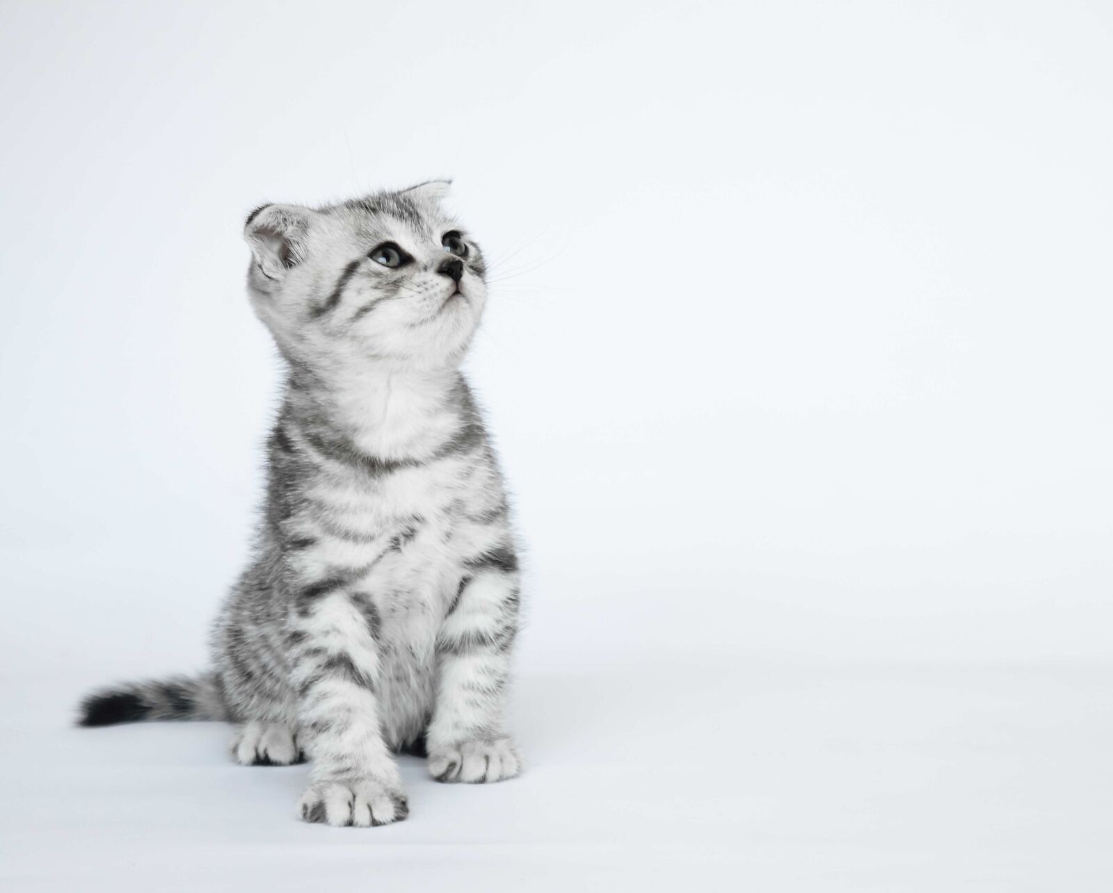 Canon EOS 5D Mark II sample photo. Folded ears, kittens, short-haired photography
