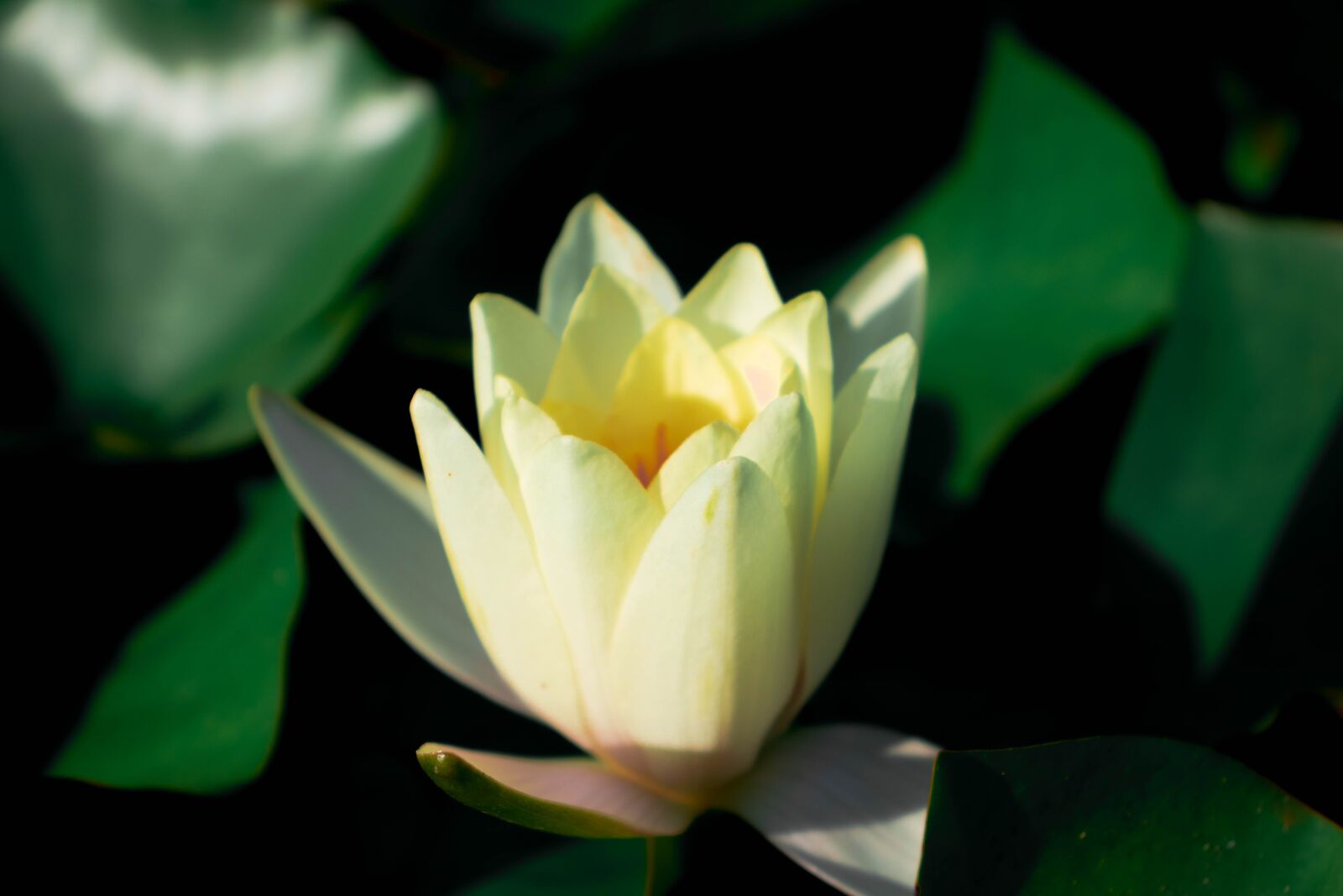 Canon EOS 200D (EOS Rebel SL2 / EOS Kiss X9) sample photo. Water lilies, lotus, water photography
