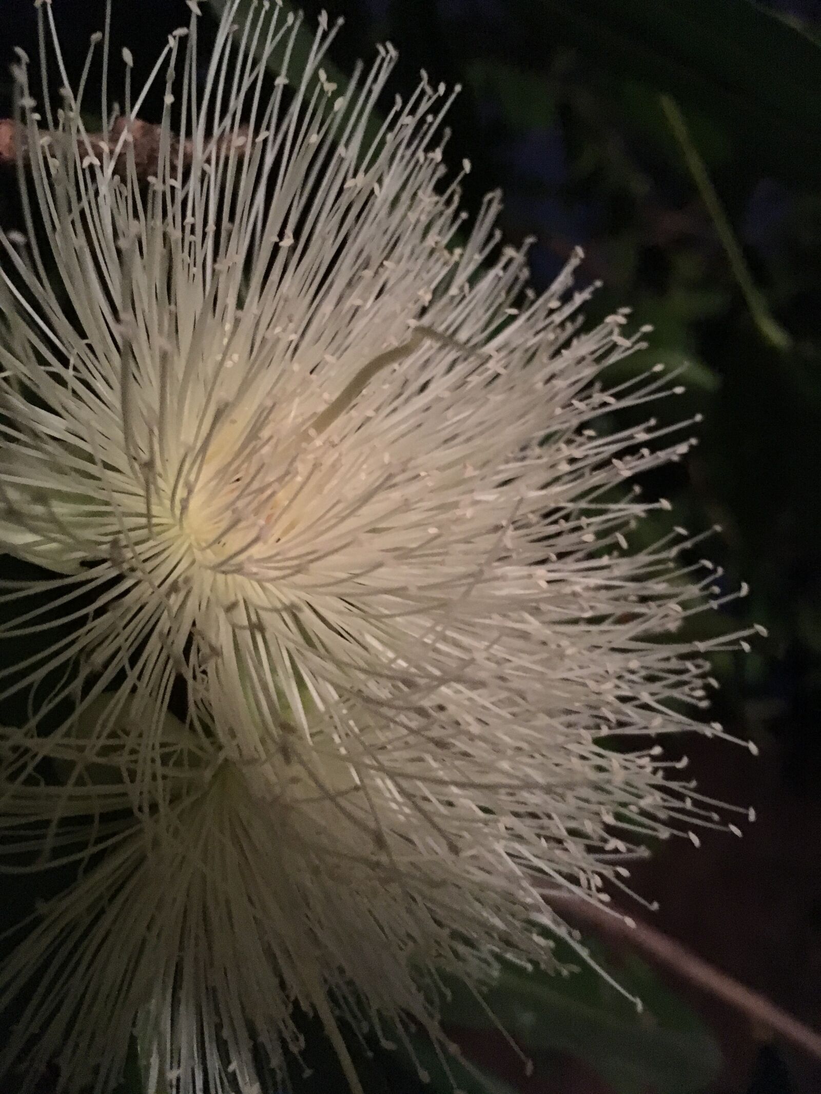 iPhone SE back camera 4.15mm f/2.2 sample photo. Flower, nature, petals photography