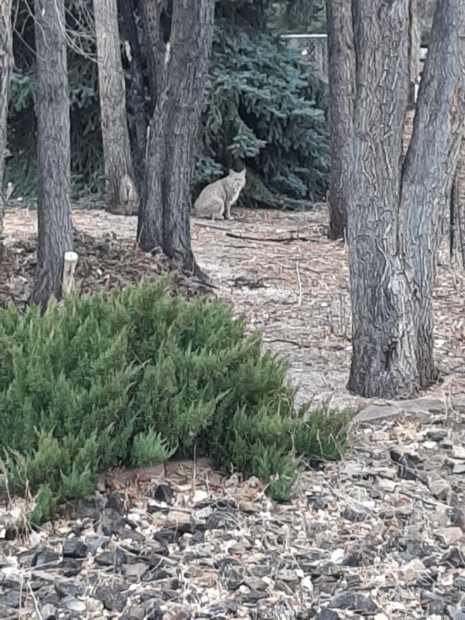Samsung Galaxy A50 sample photo. Bobcat, wildlife, forest photography