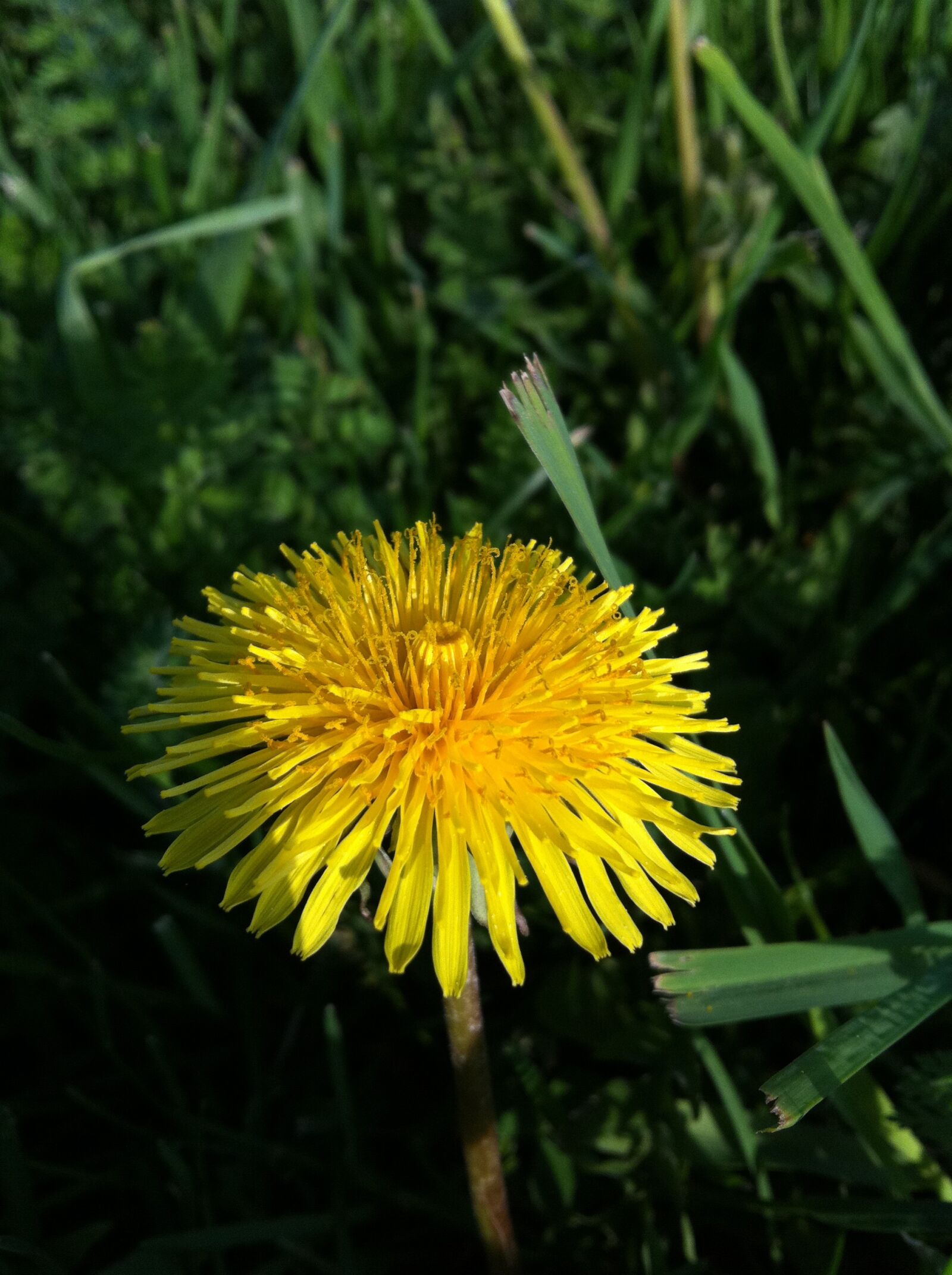 Apple iPhone 4 sample photo. Dandelion, grass, wildflower photography