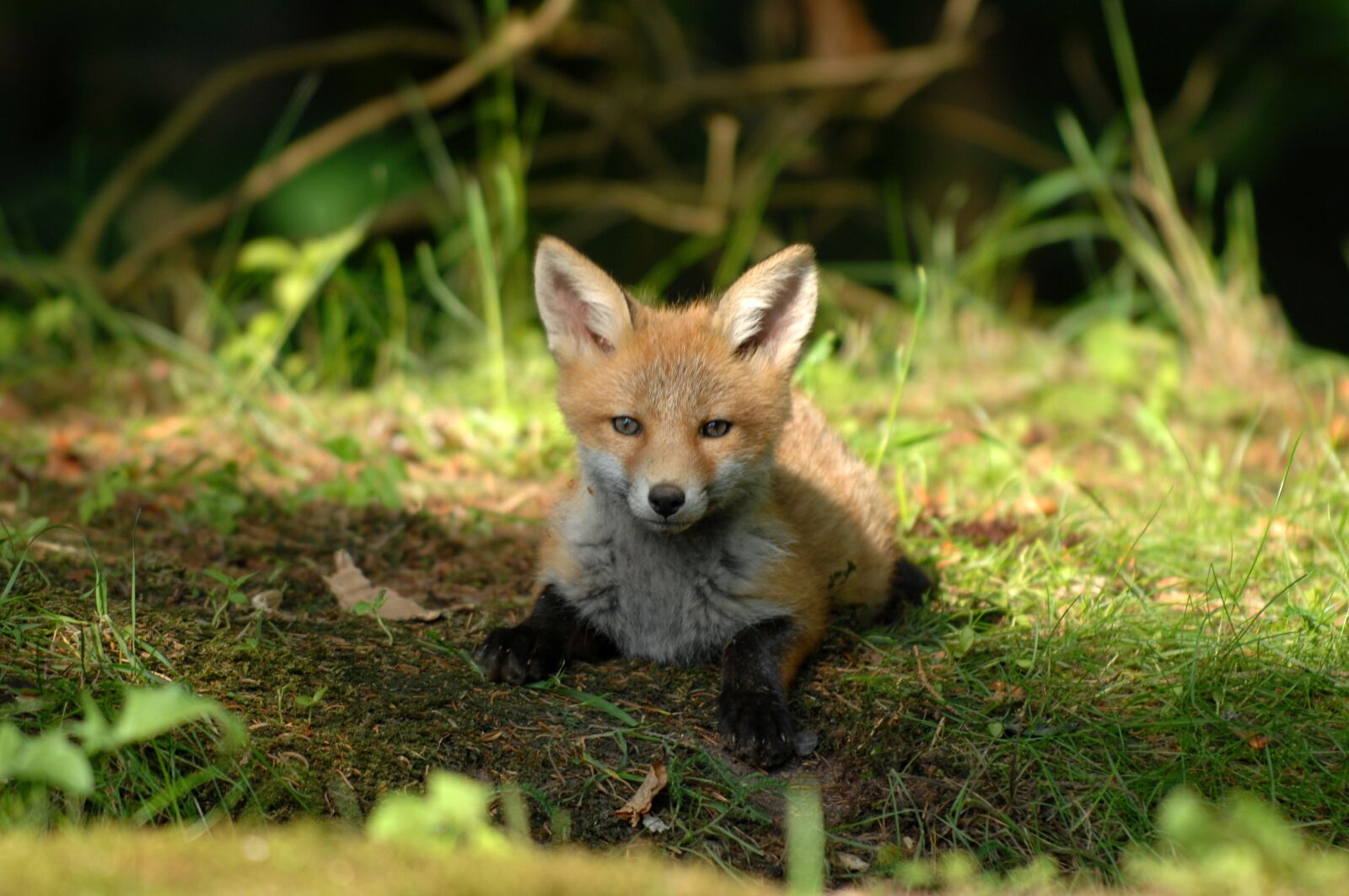 Nikon D2Xs sample photo. Mammals, expensive, fox photography