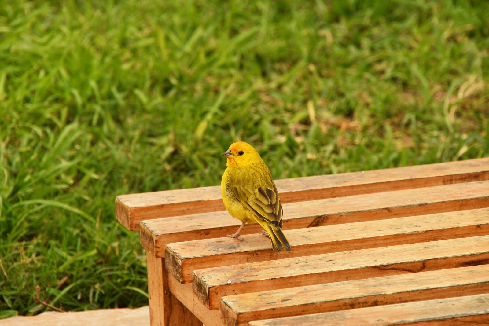 Nikon D500 sample photo. Bird, garden, bank photography