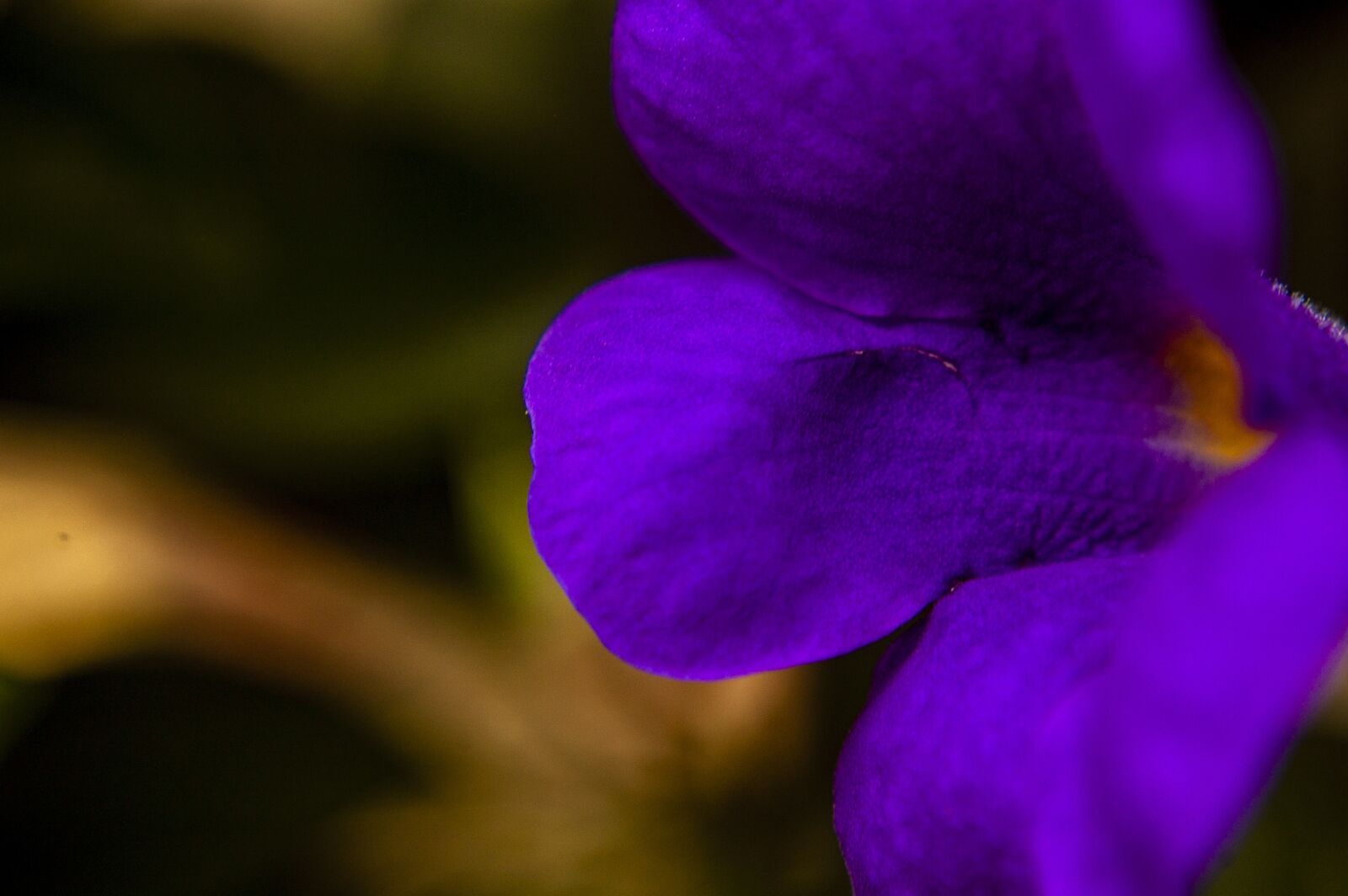 Nikon D40 sample photo. Nature, forest, color photography