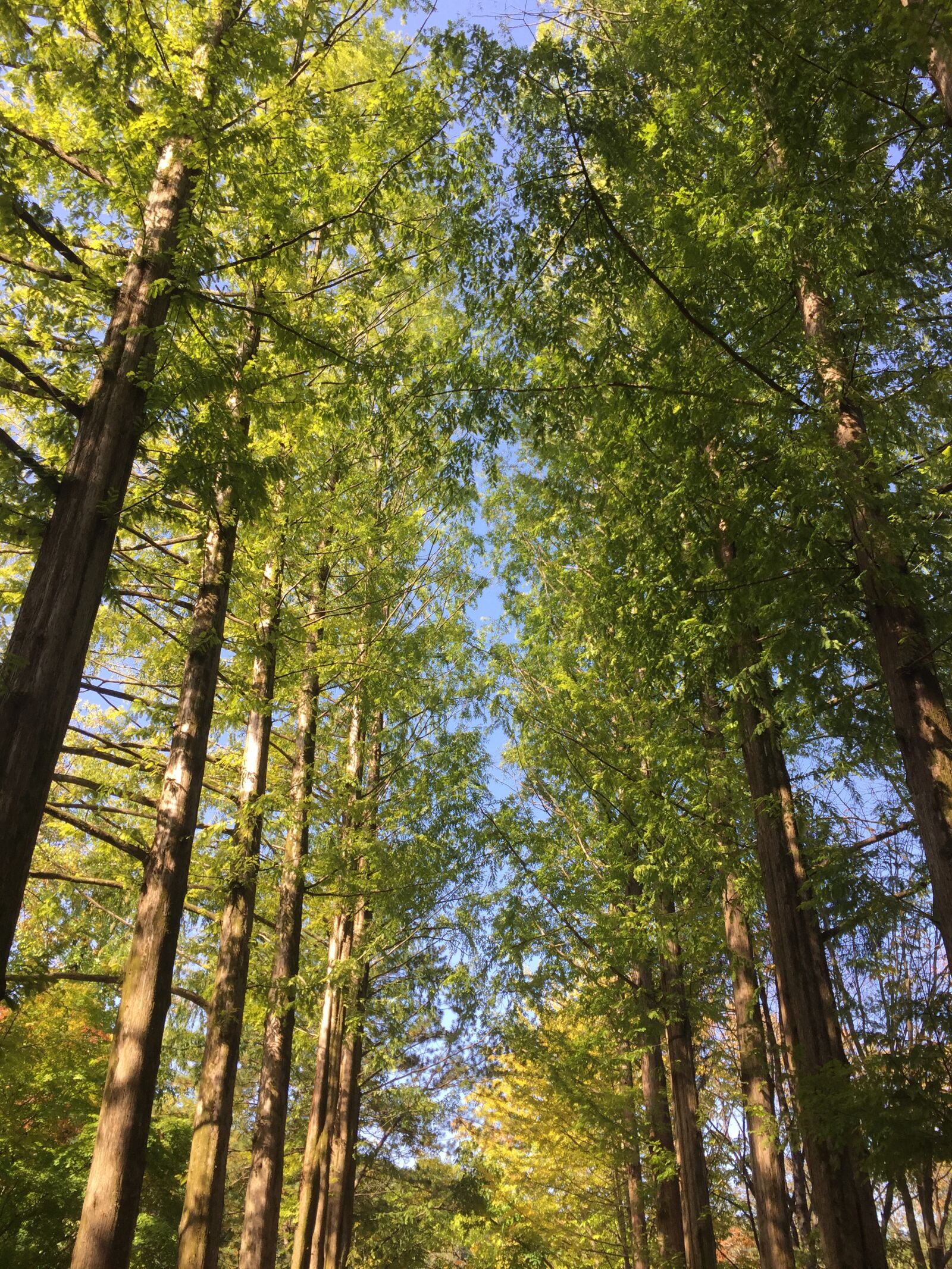 iPhone 6 back camera 4.15mm f/2.2 sample photo. Korea, travel, nature photography