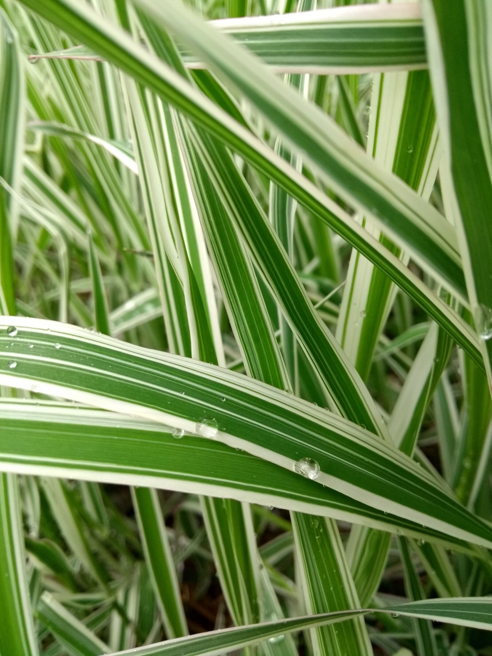 Motorola Moto G (5th Gen) sample photo. Drop of water, plant photography