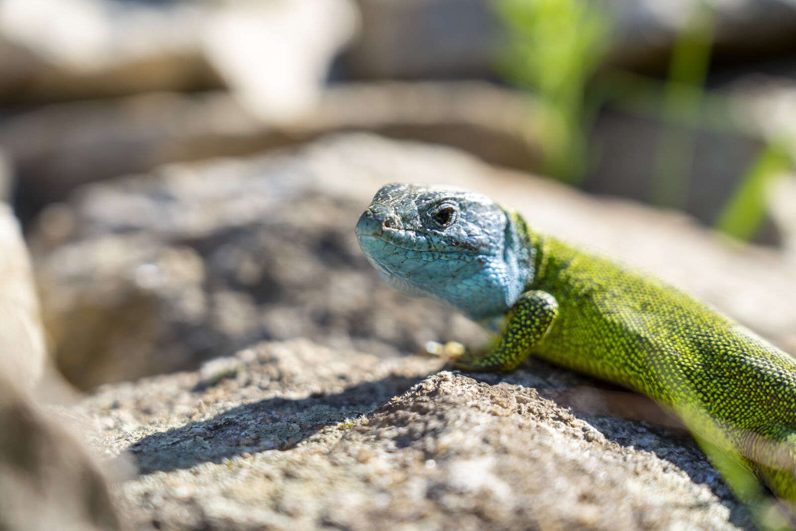 Sony FE 24-105mm F4 G OSS sample photo. The lizard, reptile, stone photography