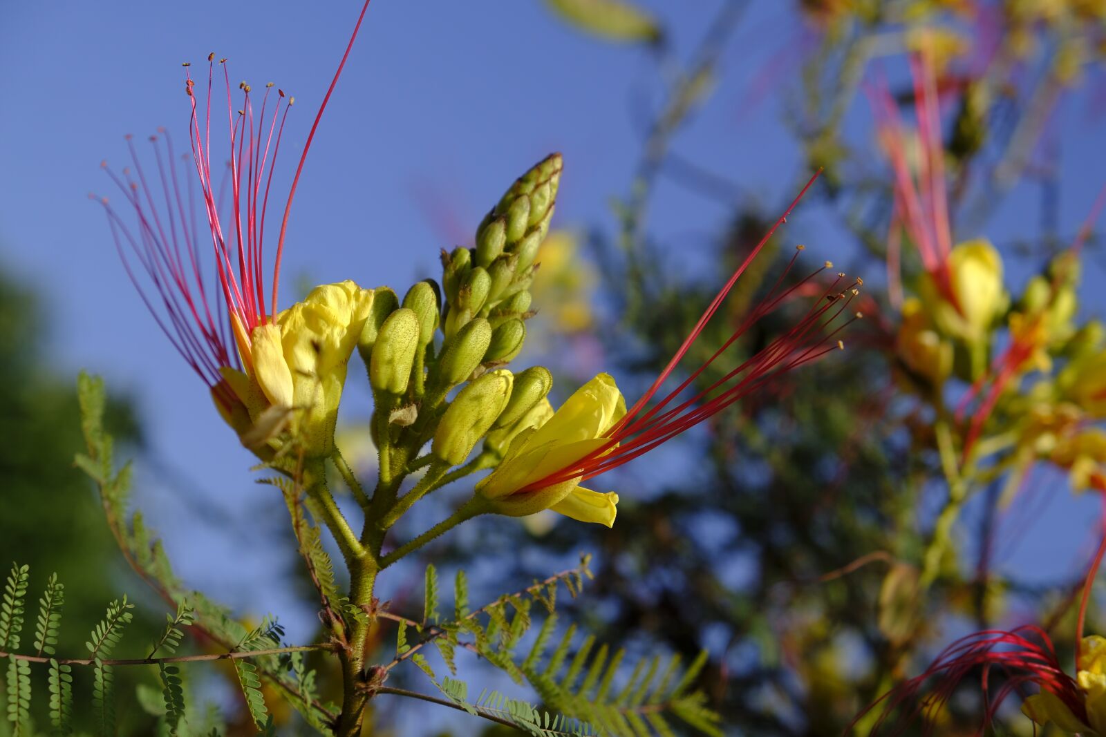 Fujifilm X-T2 sample photo. Bird of paradise bush photography