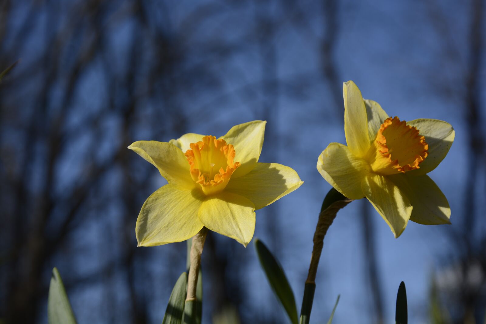 Nikon D7100 sample photo. Daffodils, flowers, yellow photography