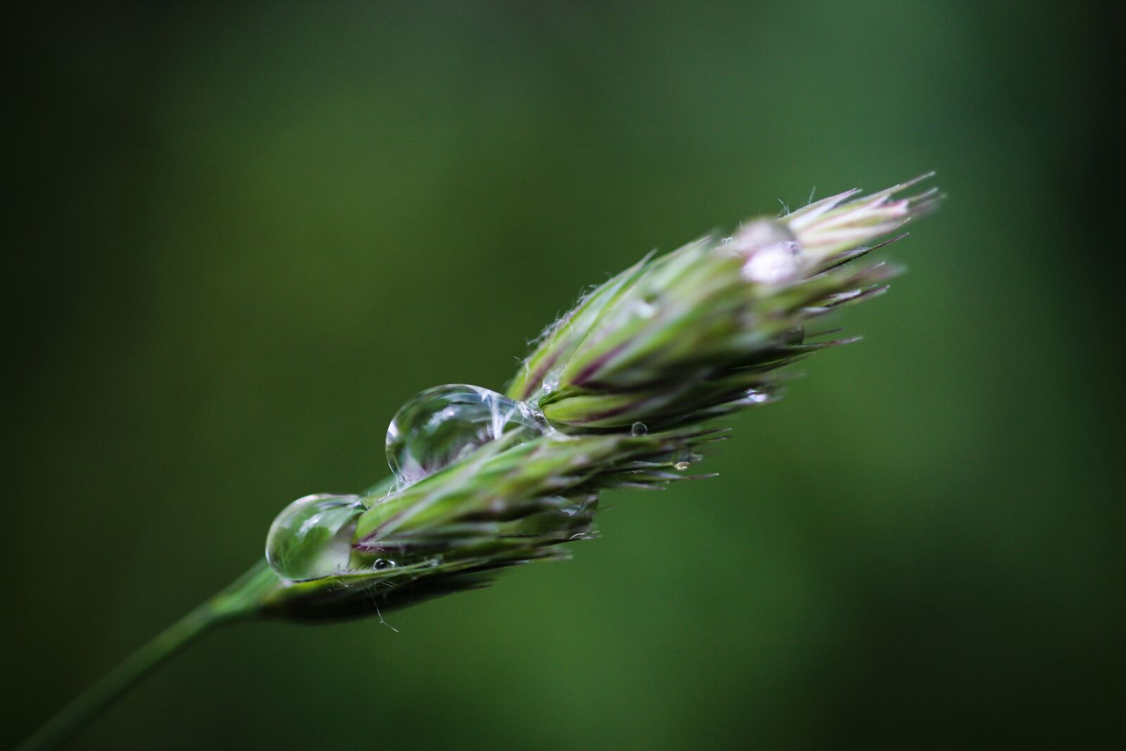 Canon EF-S 35mm F2.8 Macro IS STM sample photo. Nature, plant, rain photography