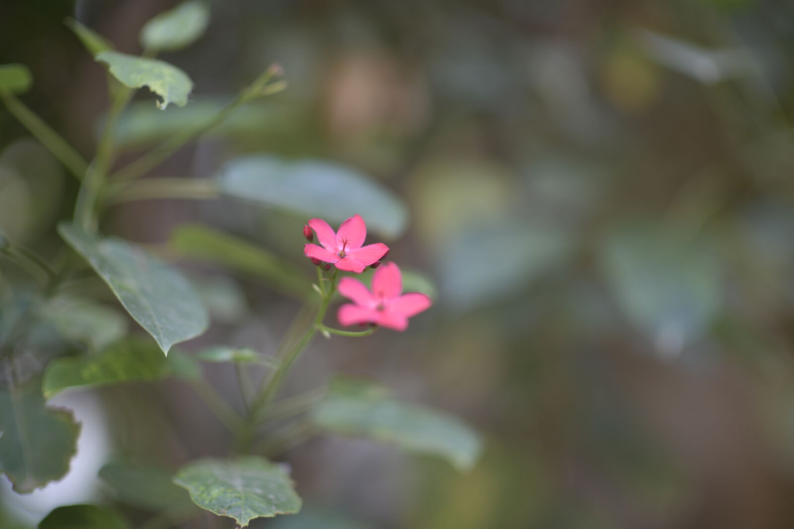 Nikon D850 sample photo