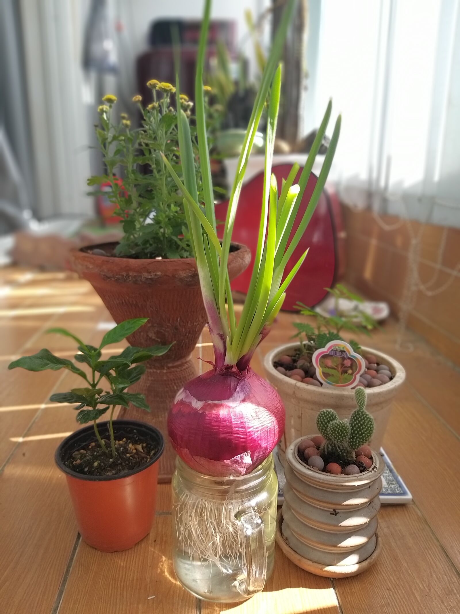 Samsung Galaxy A9 (2018) sample photo. Onion, plants, background photography