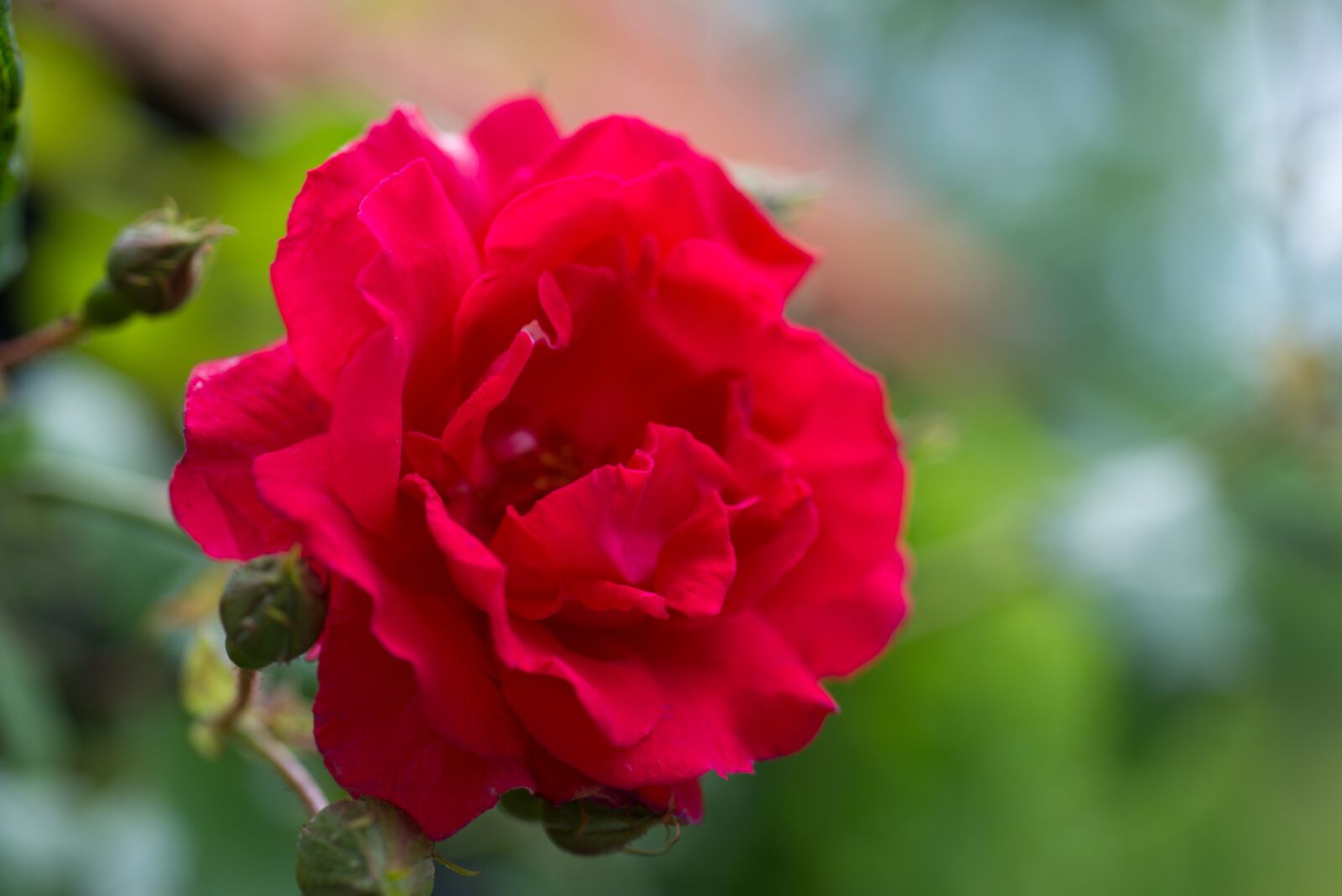 Nikon D610 sample photo. Red, rose, close up photography