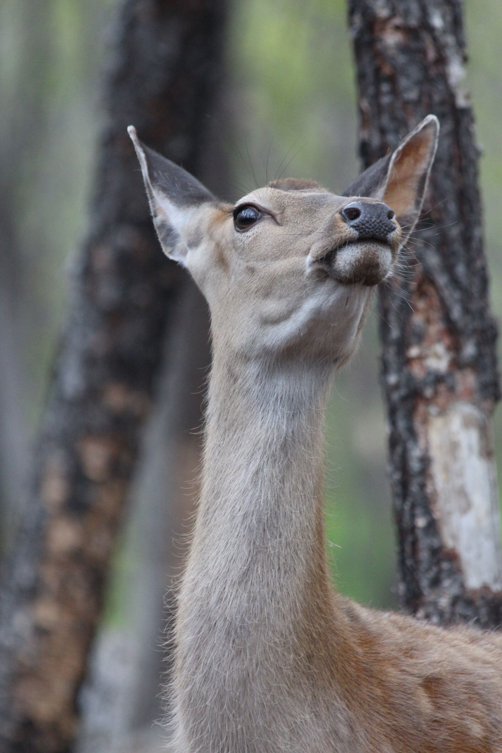 Canon EOS 650D (EOS Rebel T4i / EOS Kiss X6i) sample photo. Deer, spotted deer, cervus photography