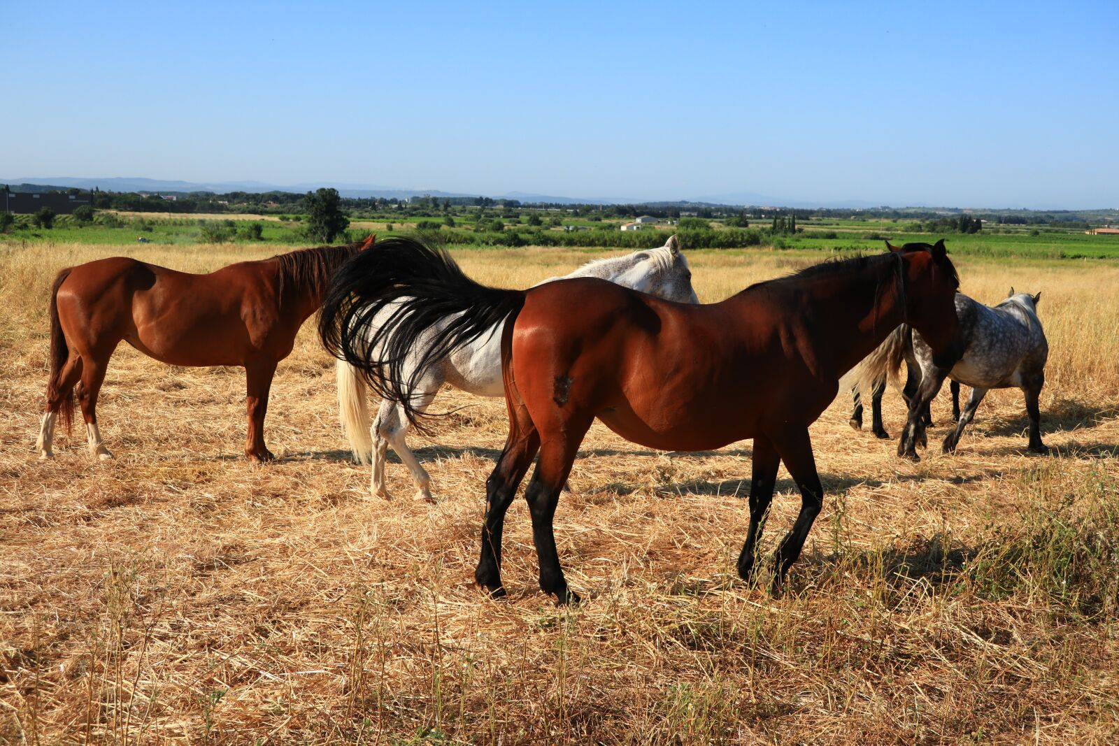 Canon PowerShot G1 X Mark III sample photo. Animals, horses, nature photography