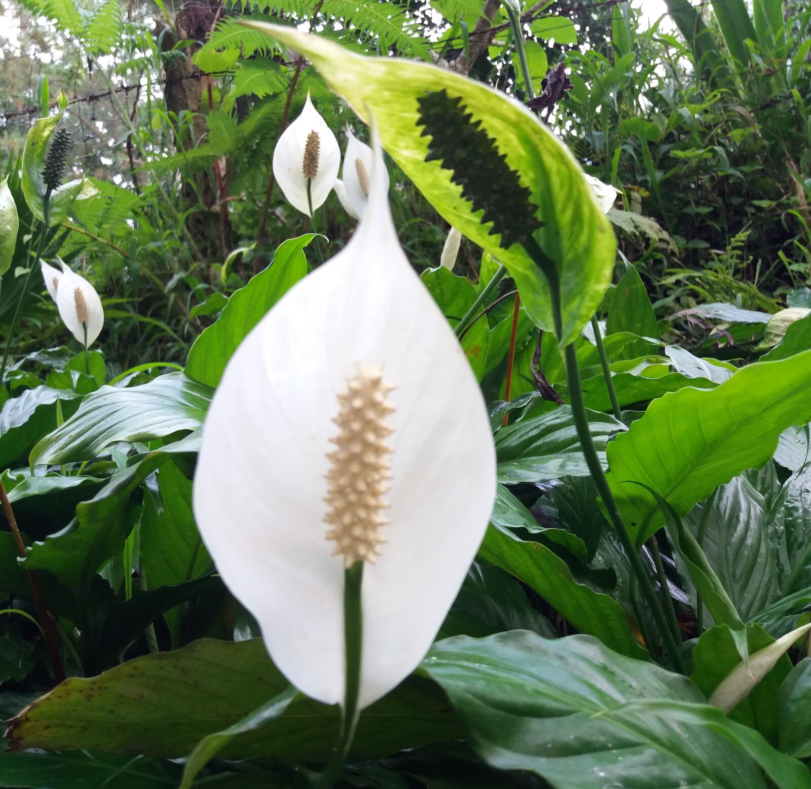 Samsung Galaxy J5(2016) sample photo. Peace lily, tropical forest photography