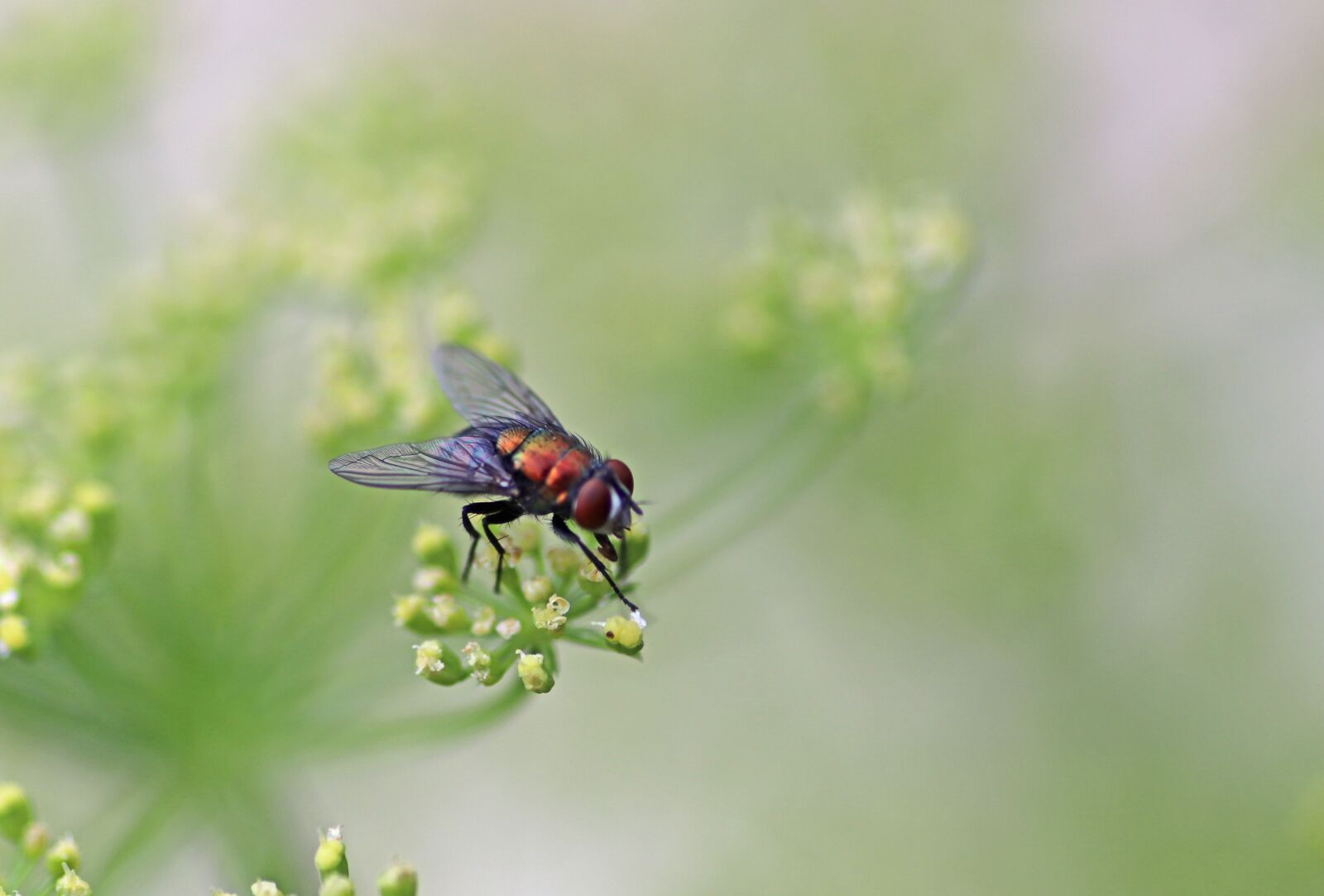 Tamron SP 90mm F2.8 Di VC USD 1:1 Macro sample photo. Fly, insect, blowfly photography