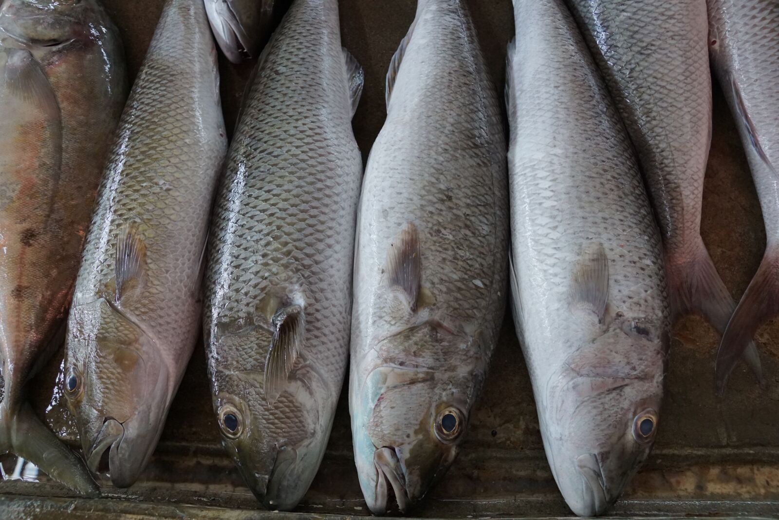 Sony ILCA-77M2 + Sony DT 16-50mm F2.8 SSM sample photo. Fish, eat, raw photography