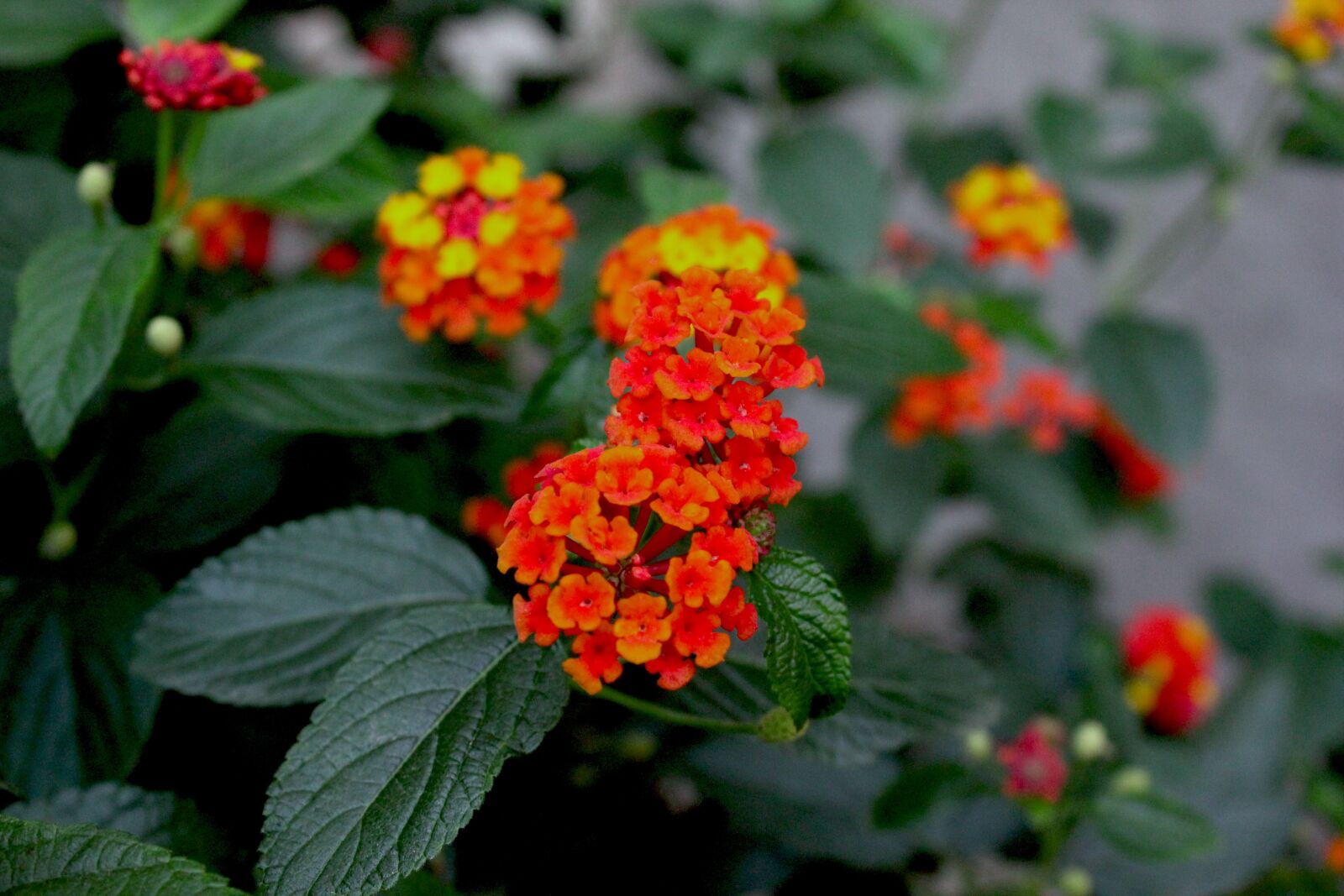 Canon EOS 550D (EOS Rebel T2i / EOS Kiss X4) sample photo. Garden, park, summer photography