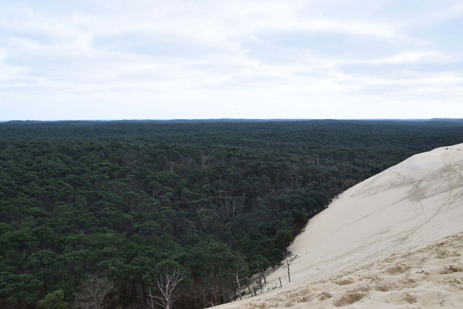 Nikon D5300 sample photo. Forest, sand, nature photography