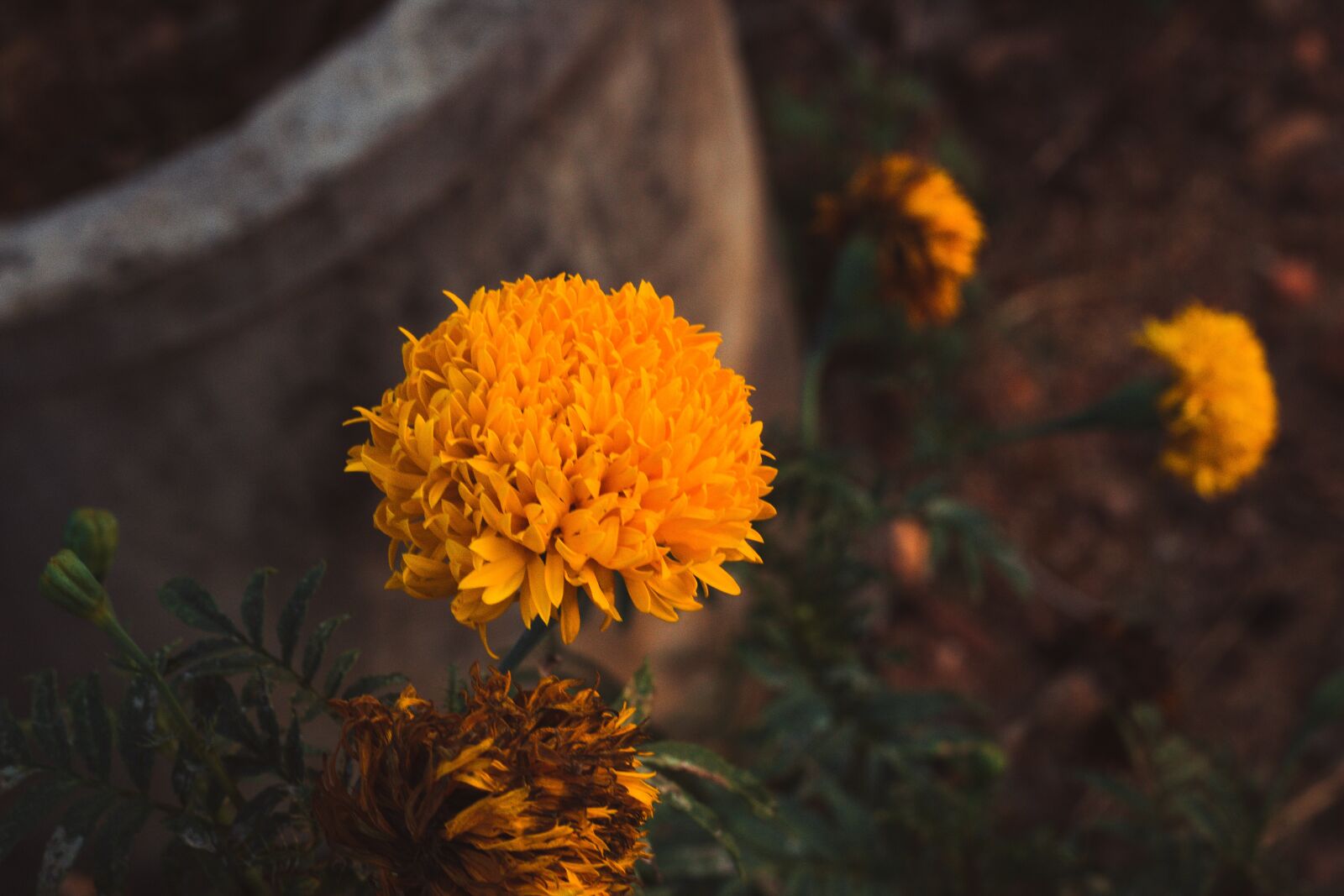 Canon EOS 700D (EOS Rebel T5i / EOS Kiss X7i) + Canon EF 50mm F1.8 STM sample photo. Marigold, flowers, marigold flower photography