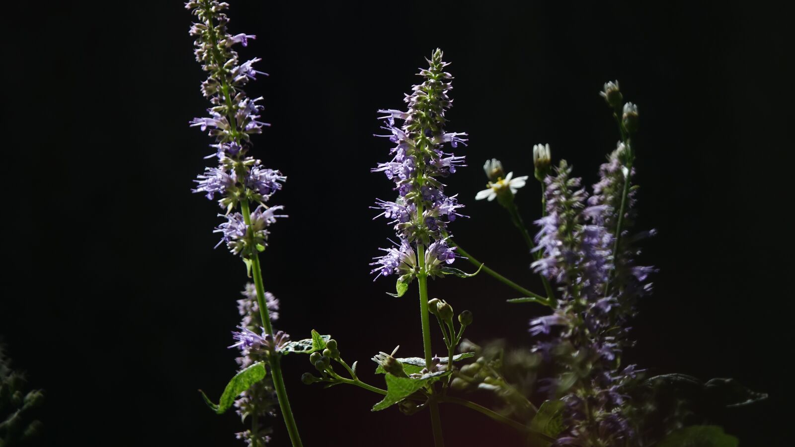 Sony Cyber-shot DSC-RX10 III sample photo. Flowers, purple, nature photography