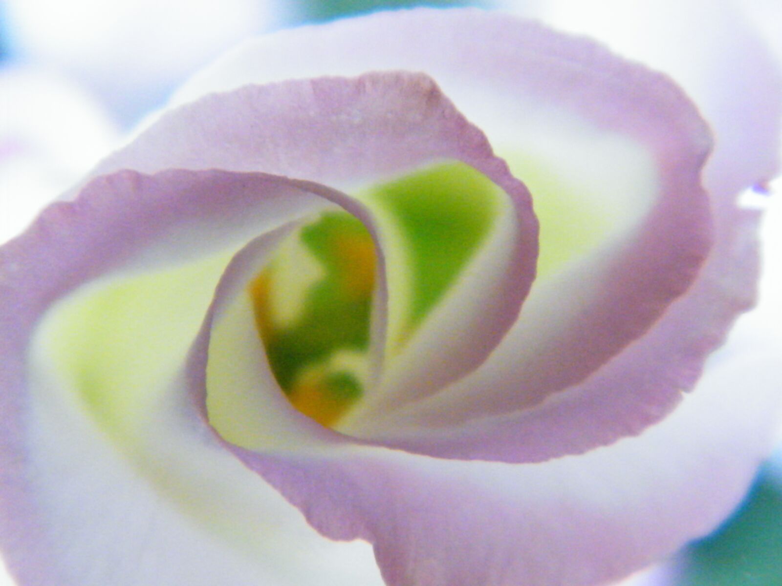 Fujifilm FinePix S2000HD sample photo. Flower, flora, romance photography