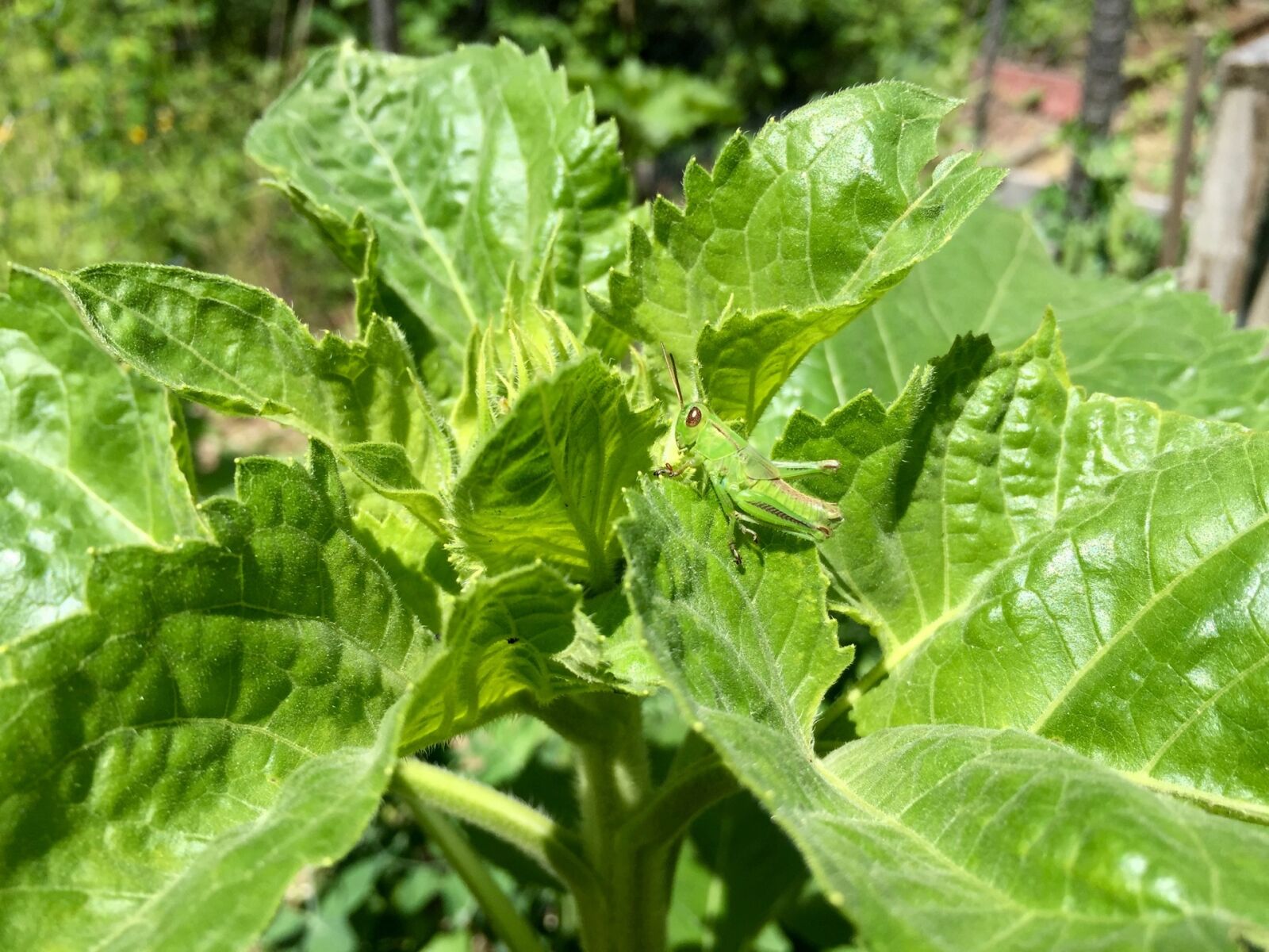 Apple iPhone 6 sample photo. Grasshopper, cricket, insect photography