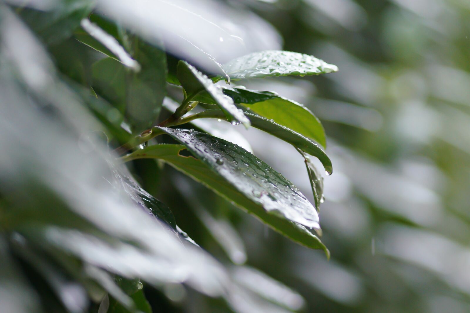 Sony a7R III sample photo. Leaf, nature, rain photography