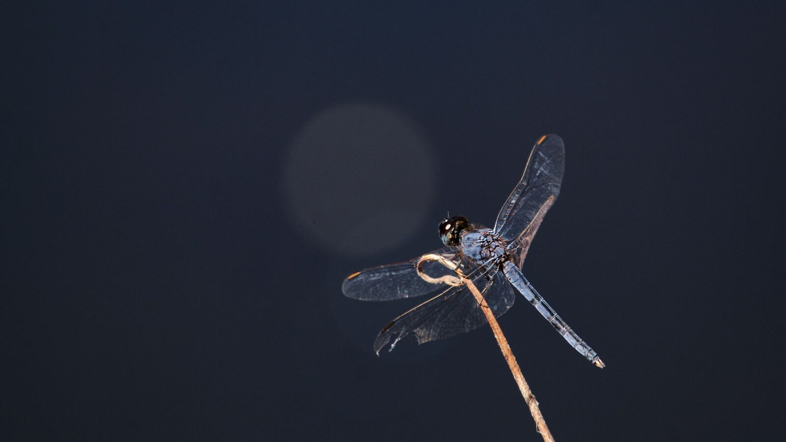 Canon EOS 1300D (EOS Rebel T6 / EOS Kiss X80) sample photo. Kerala, india, dragon fly photography