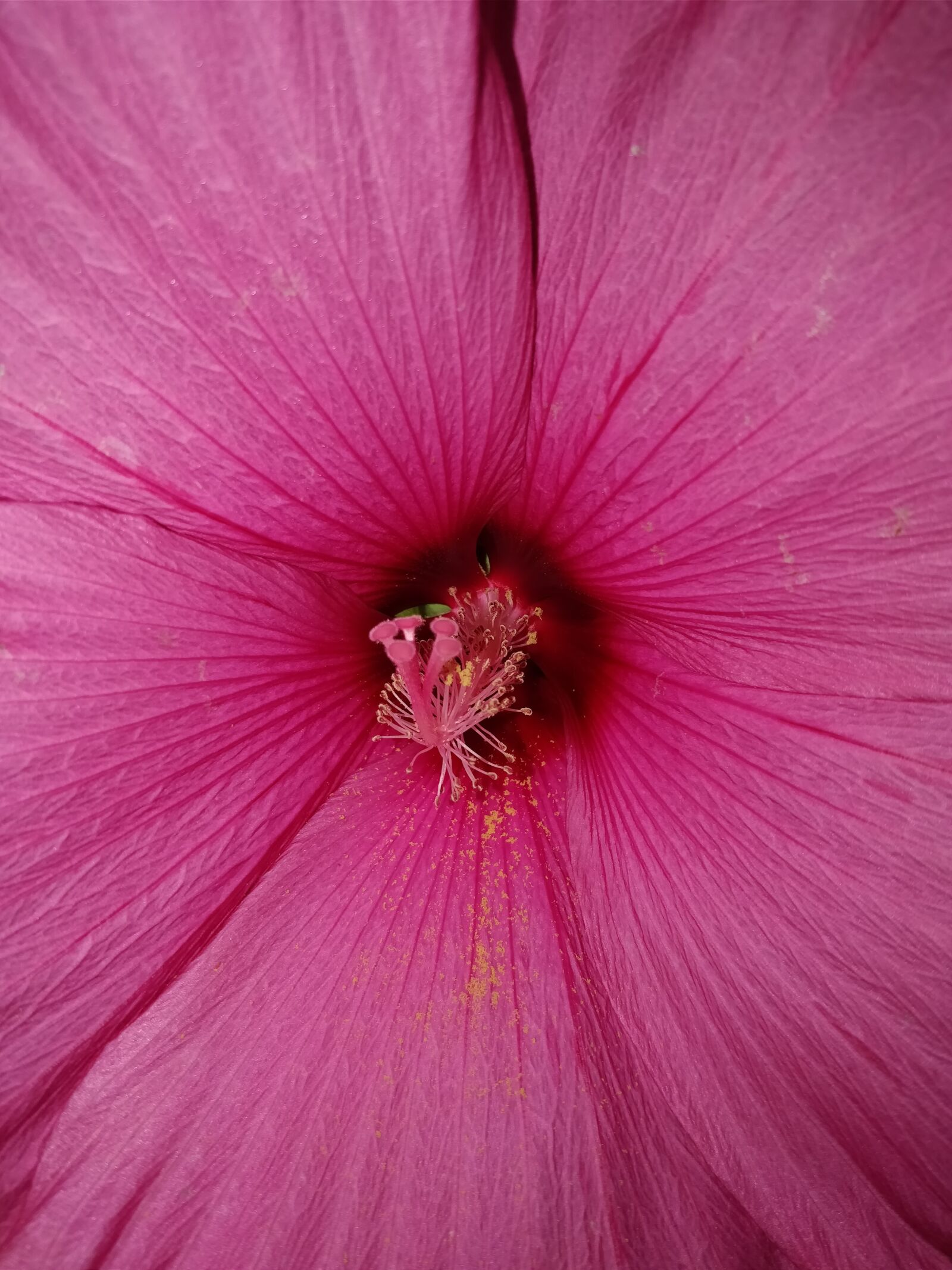 OnePlus 5 sample photo. Flower, pink, big photography