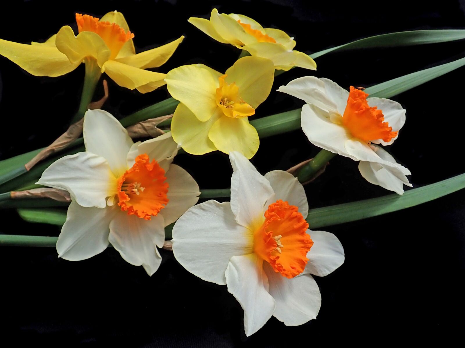 Olympus TG-5 sample photo. Flowers, daffodils, spring photography