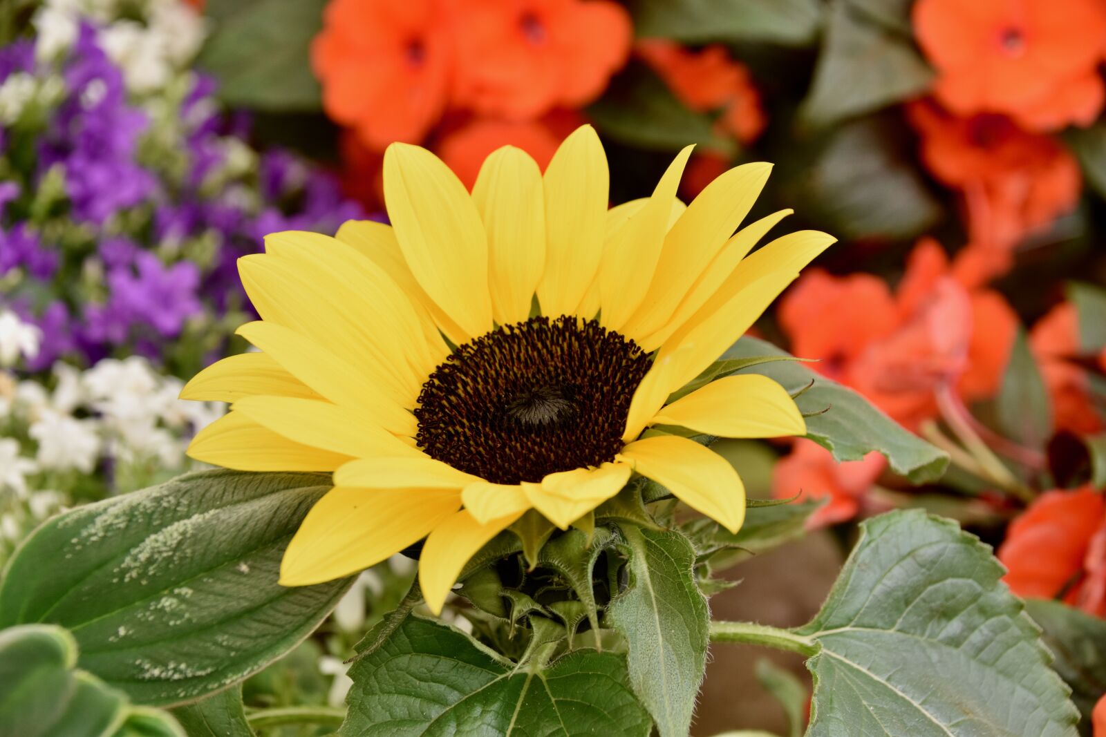 Nikon D5600 sample photo. Flower, flowers sunflower, flower photography