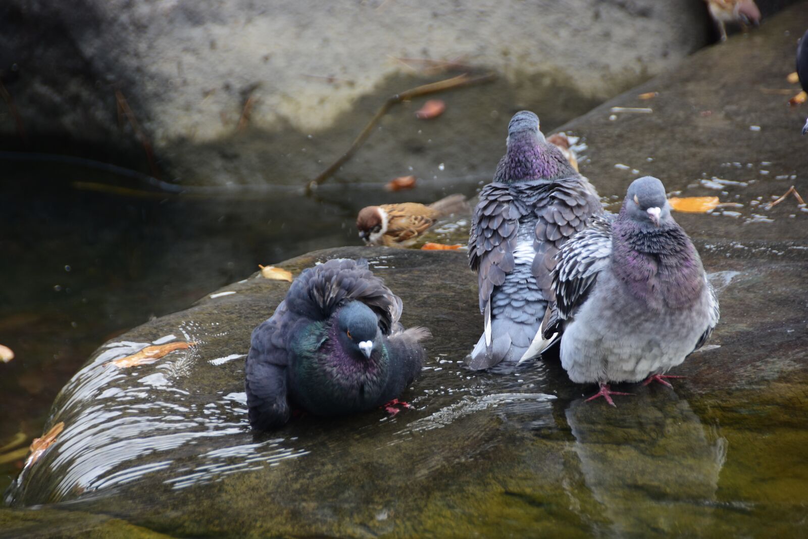 Nikon D7200 sample photo. New, nature, the body photography