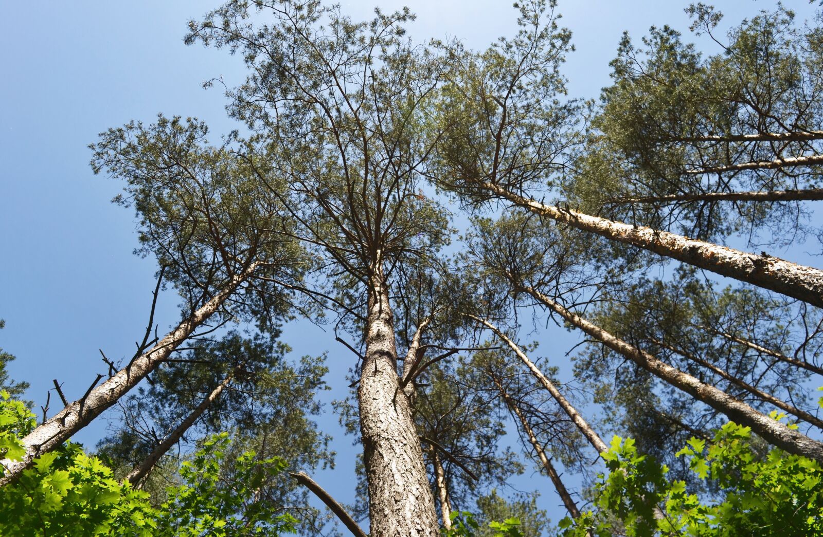 Nikon D3100 sample photo. Trees, forest, landscape photography