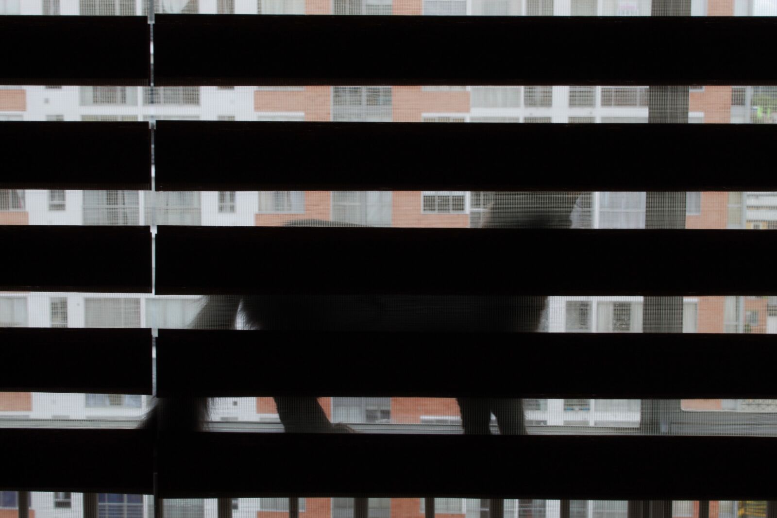 Canon EOS 1300D (EOS Rebel T6 / EOS Kiss X80) sample photo. Cat, blind, shadow photography