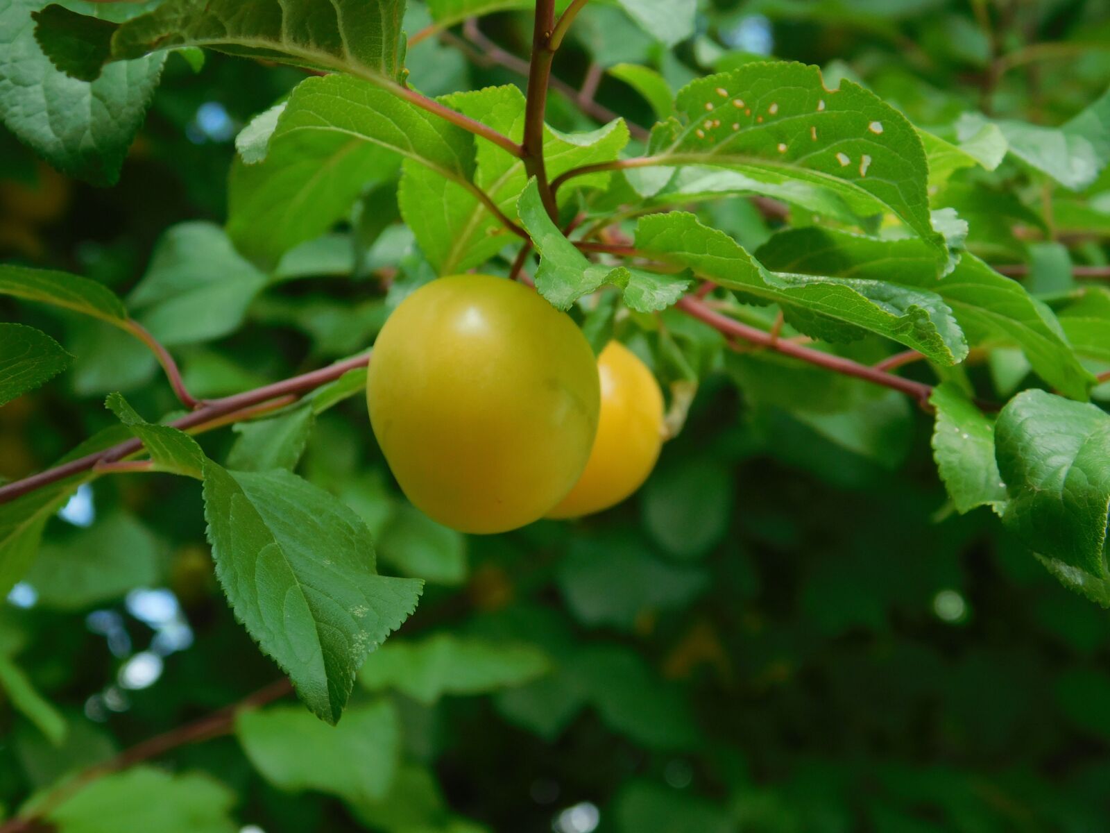 Nikon Coolpix B500 sample photo. Yellow plums, fruit, fruit photography