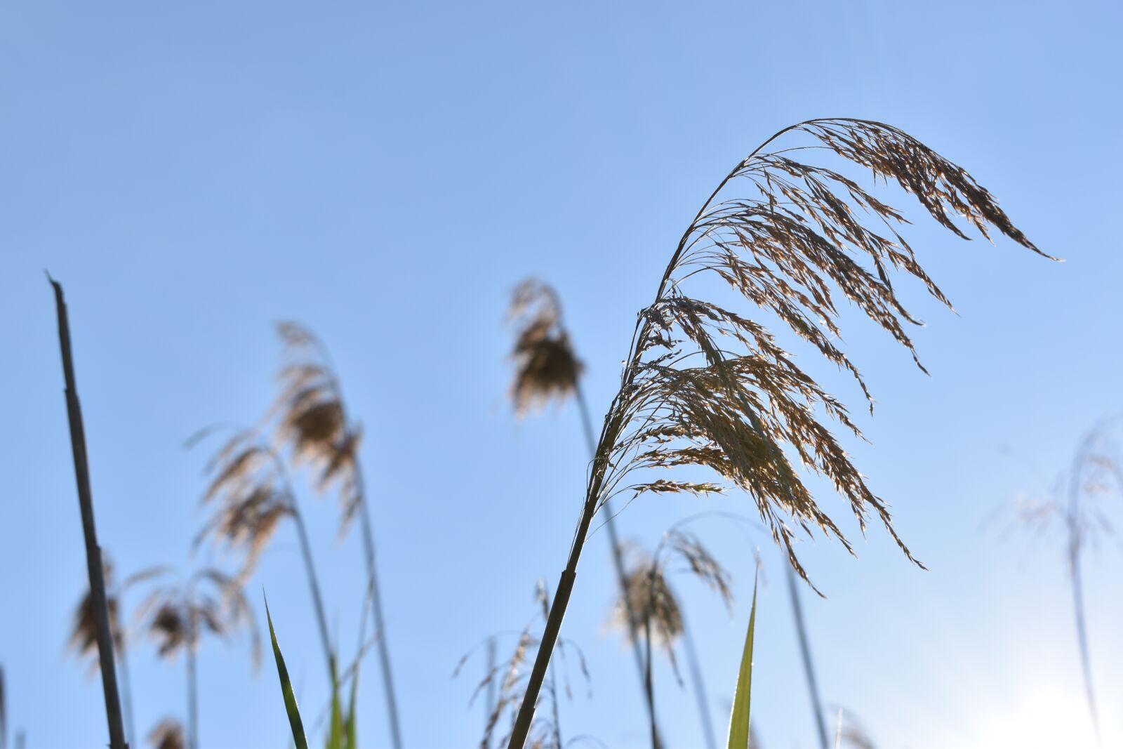 Nikon D3500 sample photo. Sunlight, grass, sunrise photography