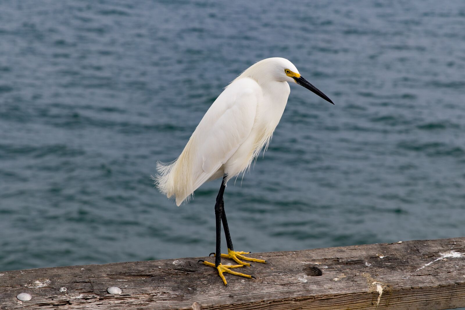 Canon EOS-1D X Mark II sample photo. Waters, bird, nature photography