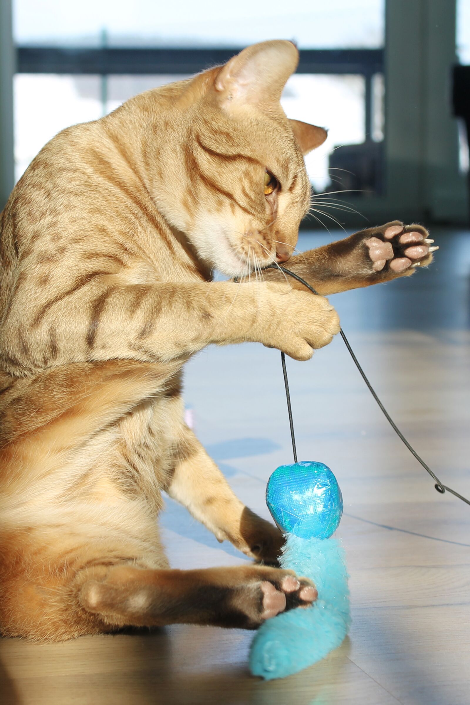 Canon EOS 1100D (EOS Rebel T3 / EOS Kiss X50) sample photo. Ocicat, feline, cute photography