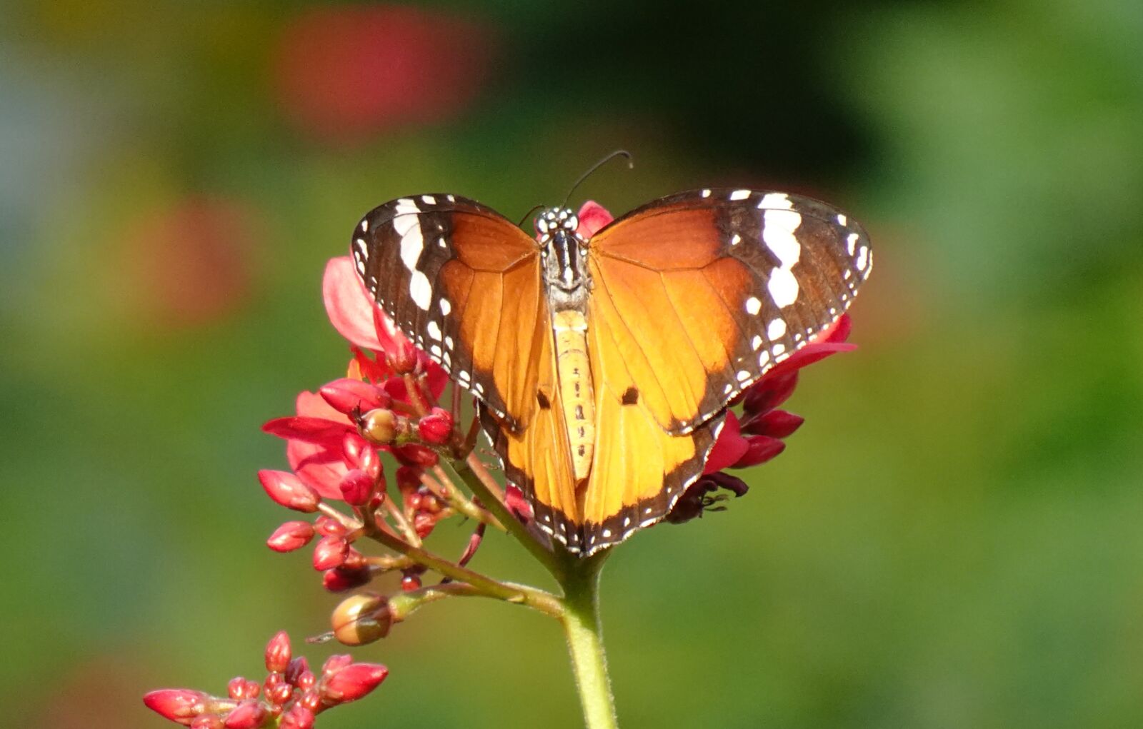 Sony DSC-WX800 sample photo. Butterfly, plain tiger, insect photography
