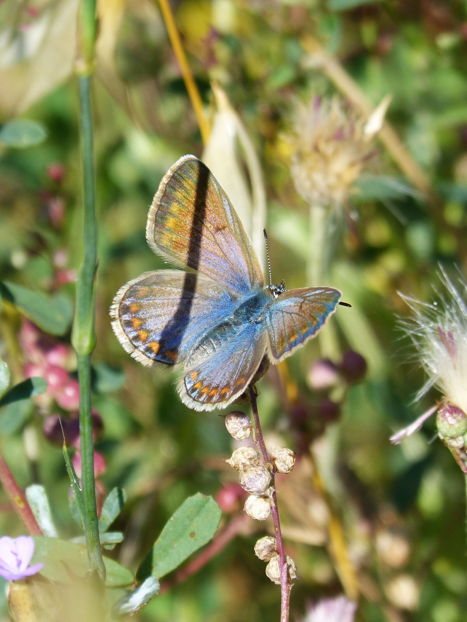 Panasonic DMC-FZ62 sample photo. Butterfly, blue butterfly and photography