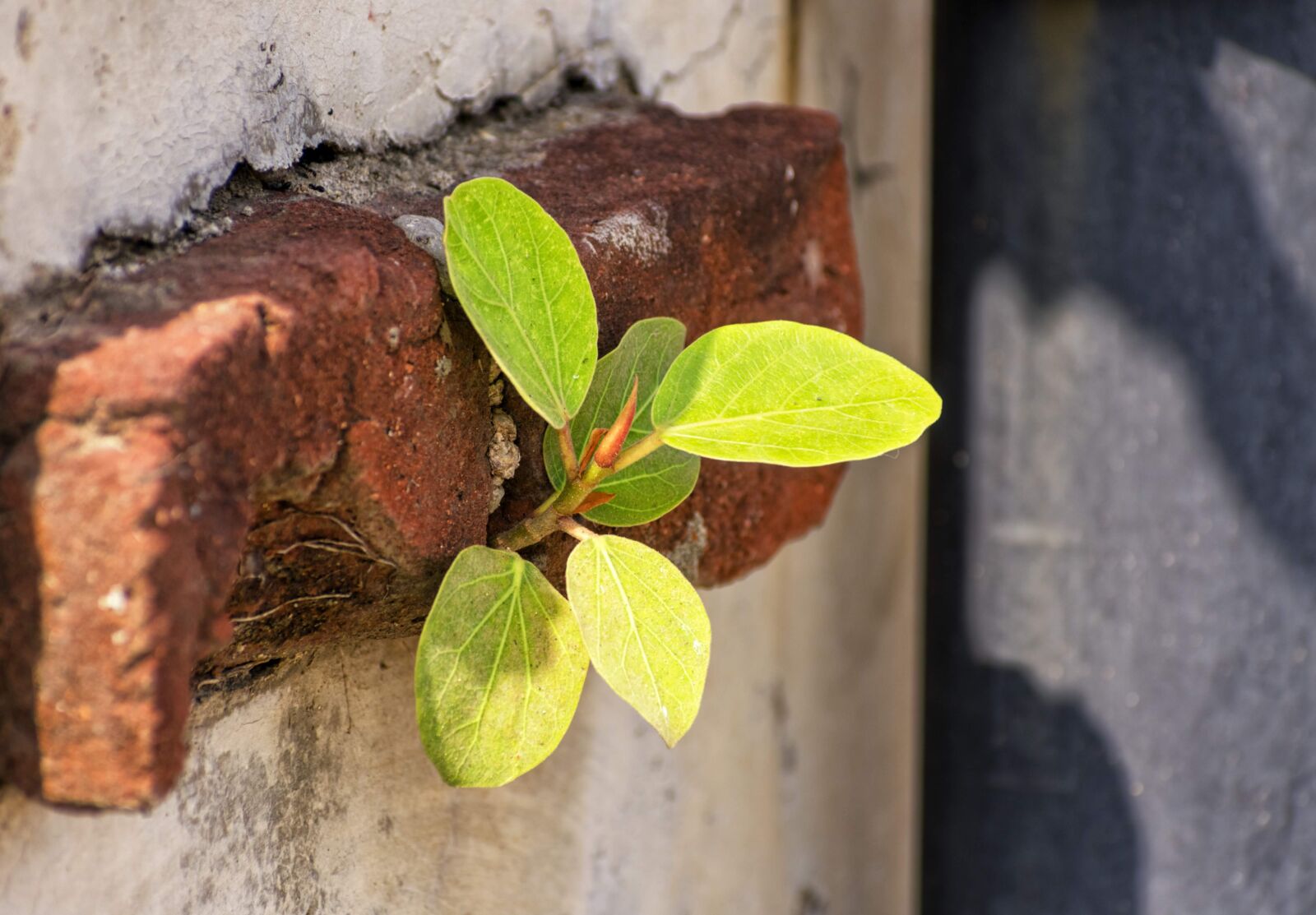 Nikon D3400 sample photo. Leaves, wall, brick photography