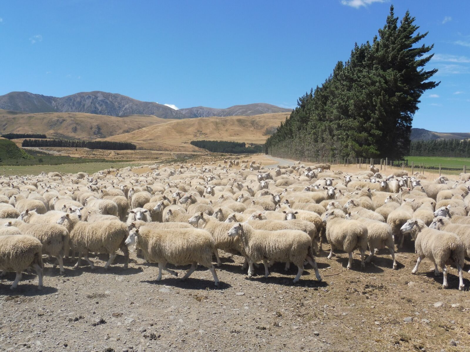 Panasonic Lumix DMC-ZS45 (Lumix DMC-TZ57) sample photo. Sheep, new zealand, pasture photography