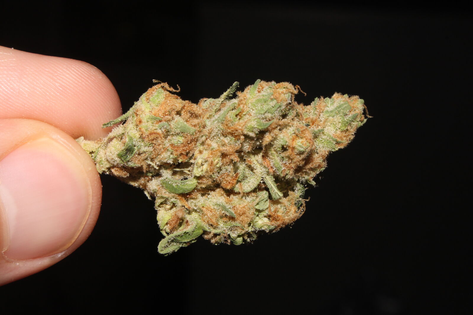 Canon EOS 700D (EOS Rebel T5i / EOS Kiss X7i) sample photo. 420, 710, buds, cannabis photography