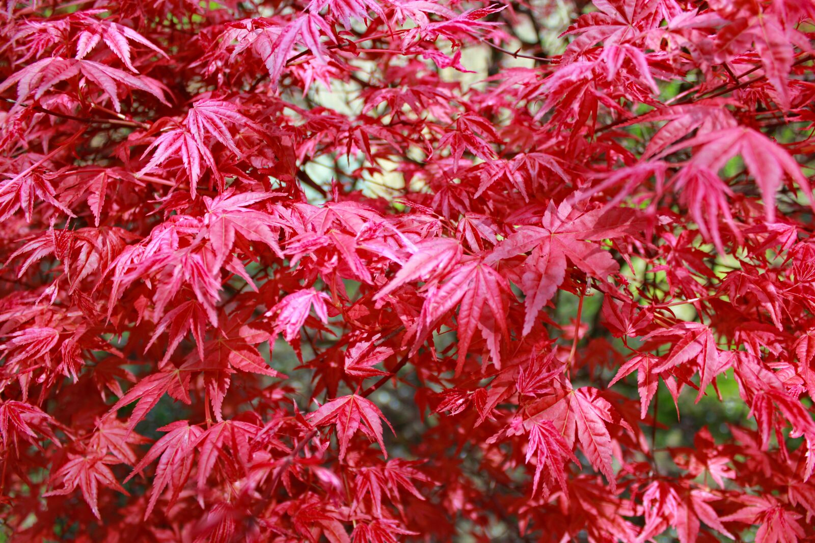 Canon EOS 550D (EOS Rebel T2i / EOS Kiss X4) sample photo. Foliage, red, maple photography