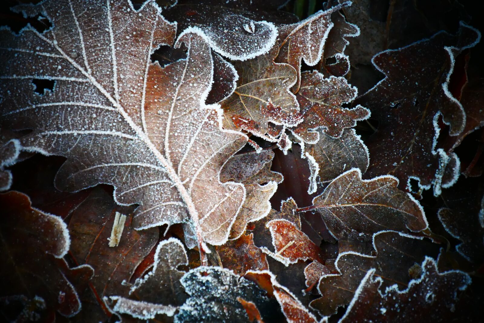 Panasonic Lumix DMC-G85 (Lumix DMC-G80) sample photo. Cold, leaves, sheet photography