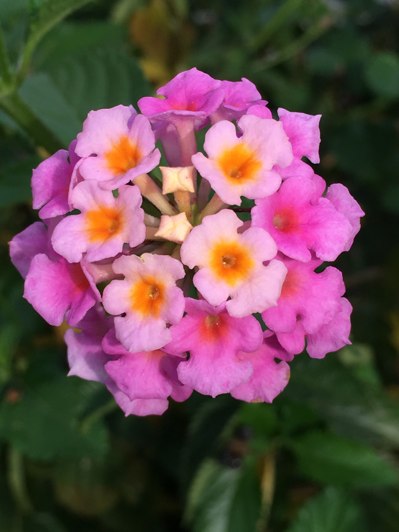 Apple iPhone 6s sample photo. Flower, pink, lantana photography