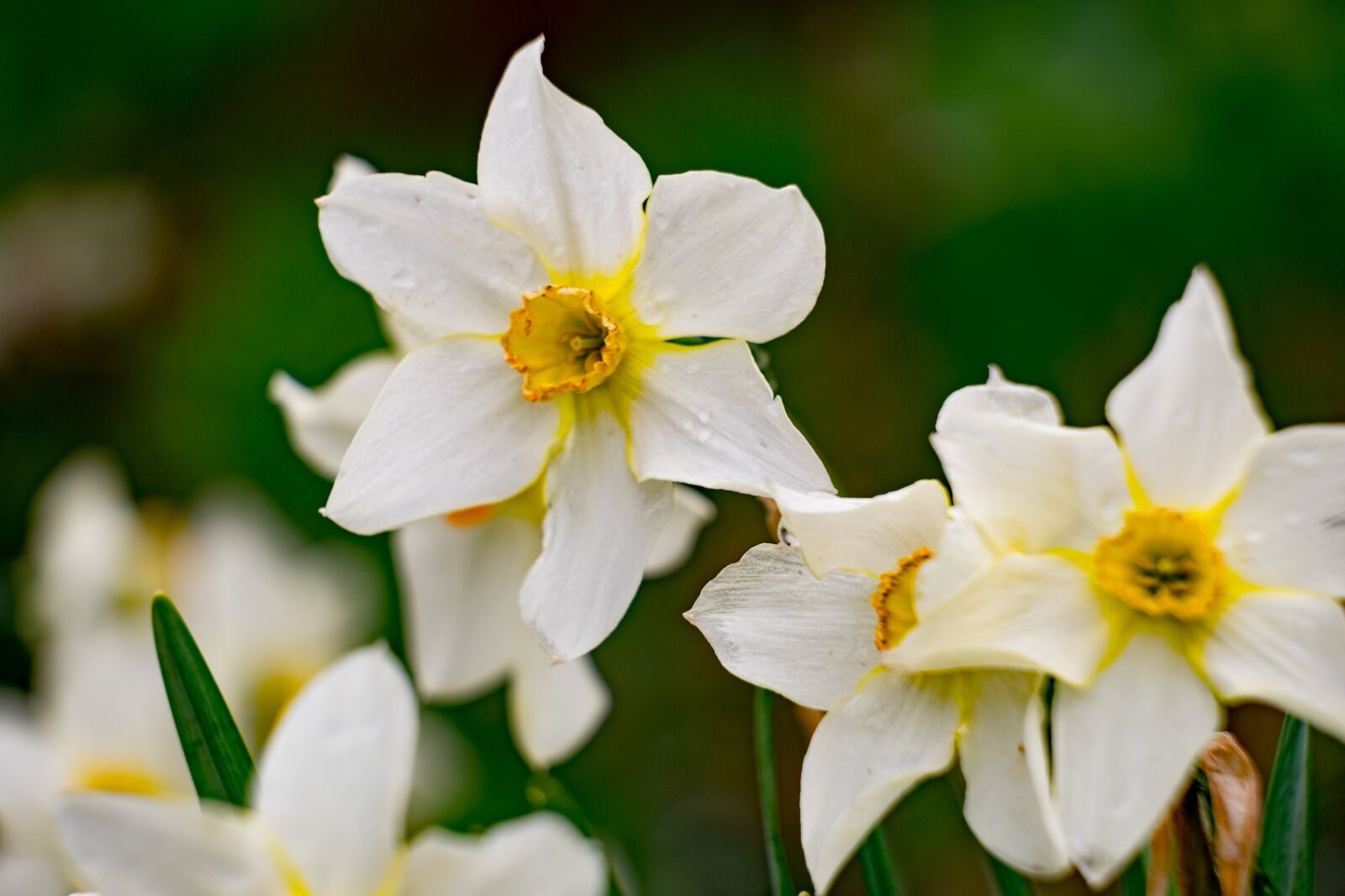 Fujifilm XF 55-200mm F3.5-4.8 R LM OIS sample photo. Garden, narcissus, daffodil photography